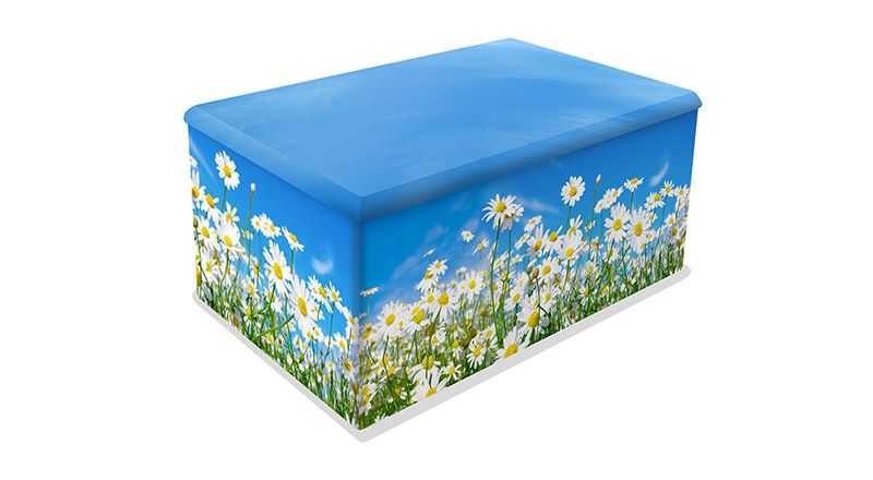 DAI02-URN Field of Daisies
