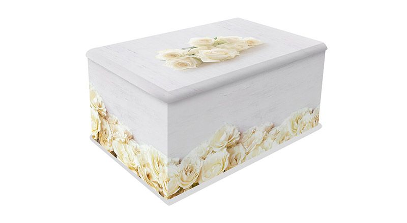 ROS04-URN Cream Roses